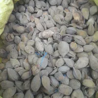 فروش بادام کاغذی