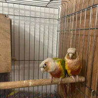 جفت مولد گرینچیک رد فکتور گیرینچیک