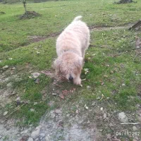 سگ شیتزو|سگ|ماسال, |دیوار