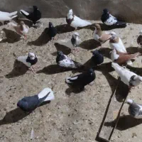 کبوتر کفتر طوقی شهری سینه کله دم سفید مخمل کراواتی