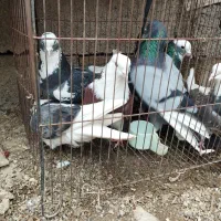 کفتر پرشی. شازده|پرنده|مینودشت, |دیوار