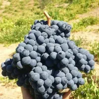 ابگیری انگور با دستگاه پرس