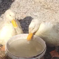 یک جفت اردک بالغ