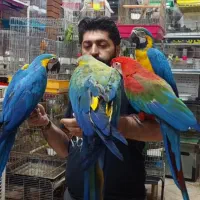 خرید و فروش طوطیسانان بصورت نقدی فروشگاه شاپرک|پرنده|اصفهان, حسین‌آباد|دیوار