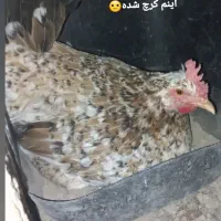 مرغ
