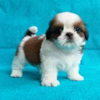 سگ آپارتمانی سوپرفلت|سگ|تهران, صادقیه|دیوار