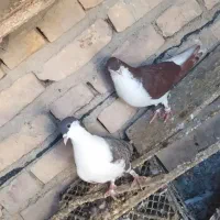 کبوتر و کفتر