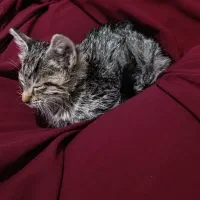 واگذاری بچه گربه