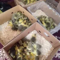 فروش جوجه‌غاز عمده و خرده ۷ روزه