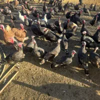 بوقلمون نر و ماده