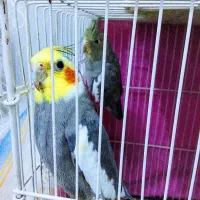 عروس هلندی و کوتوله برزیلی