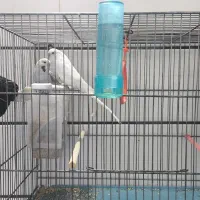 فروش دو جفت مرغ عشق انگلیسی|پرنده|داراب, |دیوار