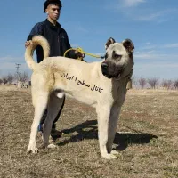 سک نگهبان