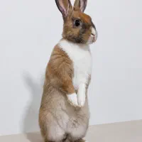 خرگوش شیطون بلا