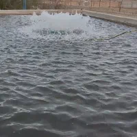 پرورش ماهی قزل آلا  رنگین کمان