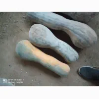 اول نکاه کن بد خرید کن|خوردنی و آشامیدنی|تربت جام, میان جام|دیوار