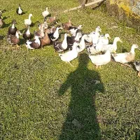 اردک گوشتی|حیوانات مزرعه|رضوانشهر, |دیوار