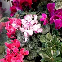 گل سیکلامن/گل گلدار/دائم گل گیاه آپارتمانی