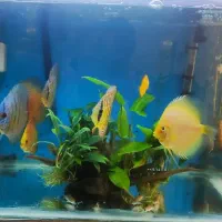 ماهی دیسکس و فیلتر سطلی سرا و آنابیاس