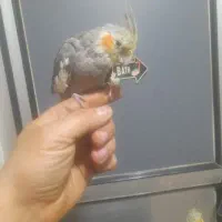 ۵عدد جوجه عروس هلندی دونه ای ۴۰۰|پرنده|قرچک, میرزائی شمالی|دیوار