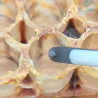 (ژل رویال درجه یک اصل) از تولید به مصرف|خوردنی و آشامیدنی|قم, چهار مردان|دیوار