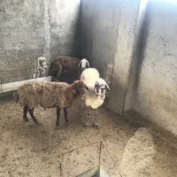 ۲ بره و دوتا میش لاغر
