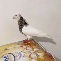 طوقی