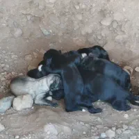 واگذاری توله سگ ماده