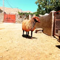 قوچ همو