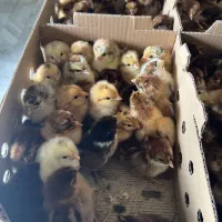 جوجه یک روزه گلپایگانی اصلاح نژاد شده
