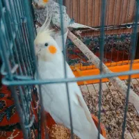 عروس هلندی|پرنده|شهرکرد, |دیوار