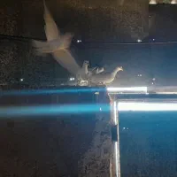 سلام. کفتر.فروشی|پرنده|سده (خراسان جنوبی), |دیوار