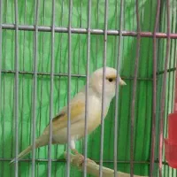 سهره و قناری ماده. تن نخورده