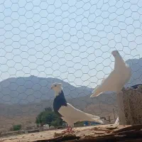 فروش یک جفت کبوتر