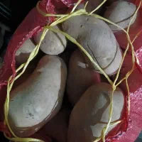 سیب زمینی و خیارشور