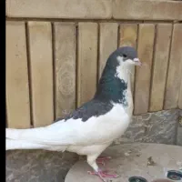 ۱۵ تا شهری|پرنده|شیراز, کوزه گری|دیوار