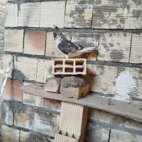 کفتر سوسکی تار شده