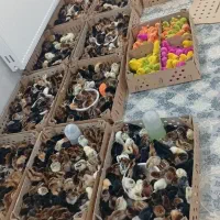 جوجه رنگی تک گلپایگانی یک ماه هم دارم