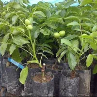 فروش نهال|خدمات باغبانی و درختکاری|بکتاش, |دیوار