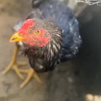 خروس لاری