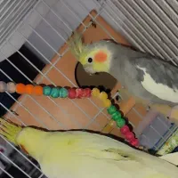 عروس هلندی جفت و دستی و رام شده|پرنده|قدس, شهر‌قدس|دیوار