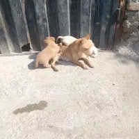 توله پاه کوتاه گوش تیز قشنگ|سگ|گرگان, |دیوار