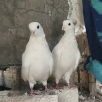 کبوتر تهرانی(تهرونی) و شازده