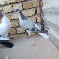 کبوتر|پرنده|دشتابی, |دیوار