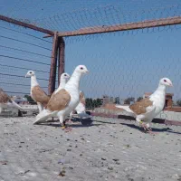 کبوتر  کفتر|پرنده|شیراز, احمدآباد|دیوار