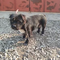 سگ میکس شیتزو