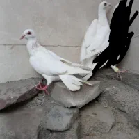 آلمانی نروماده سارو سفید