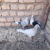 جوجه گراف|پرنده|تربتحیدریه, کاشانی|دیوار