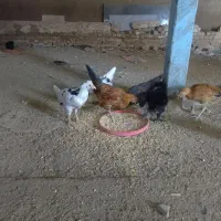 فروش مرغ تخمگذار|حیوانات مزرعه|ازنا, |دیوار