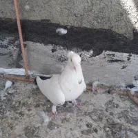 فروش پرنده|پرنده|کبودرآهنگ, |دیوار